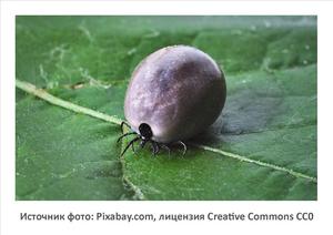 Источник фото: Pixabay.com