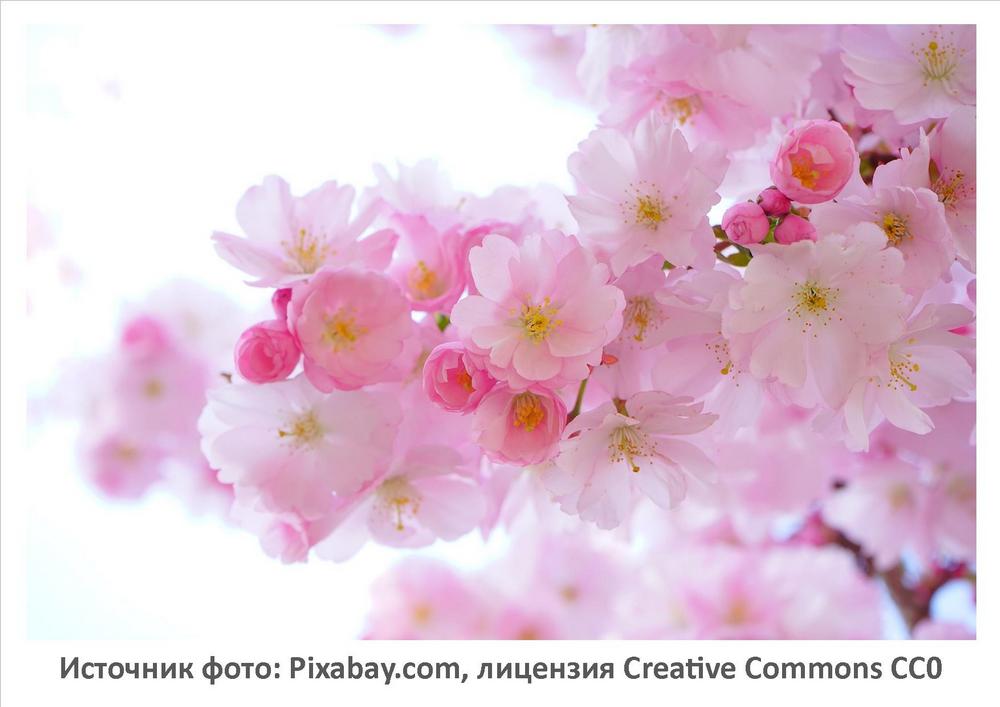 Источник фото: Pixabay.com