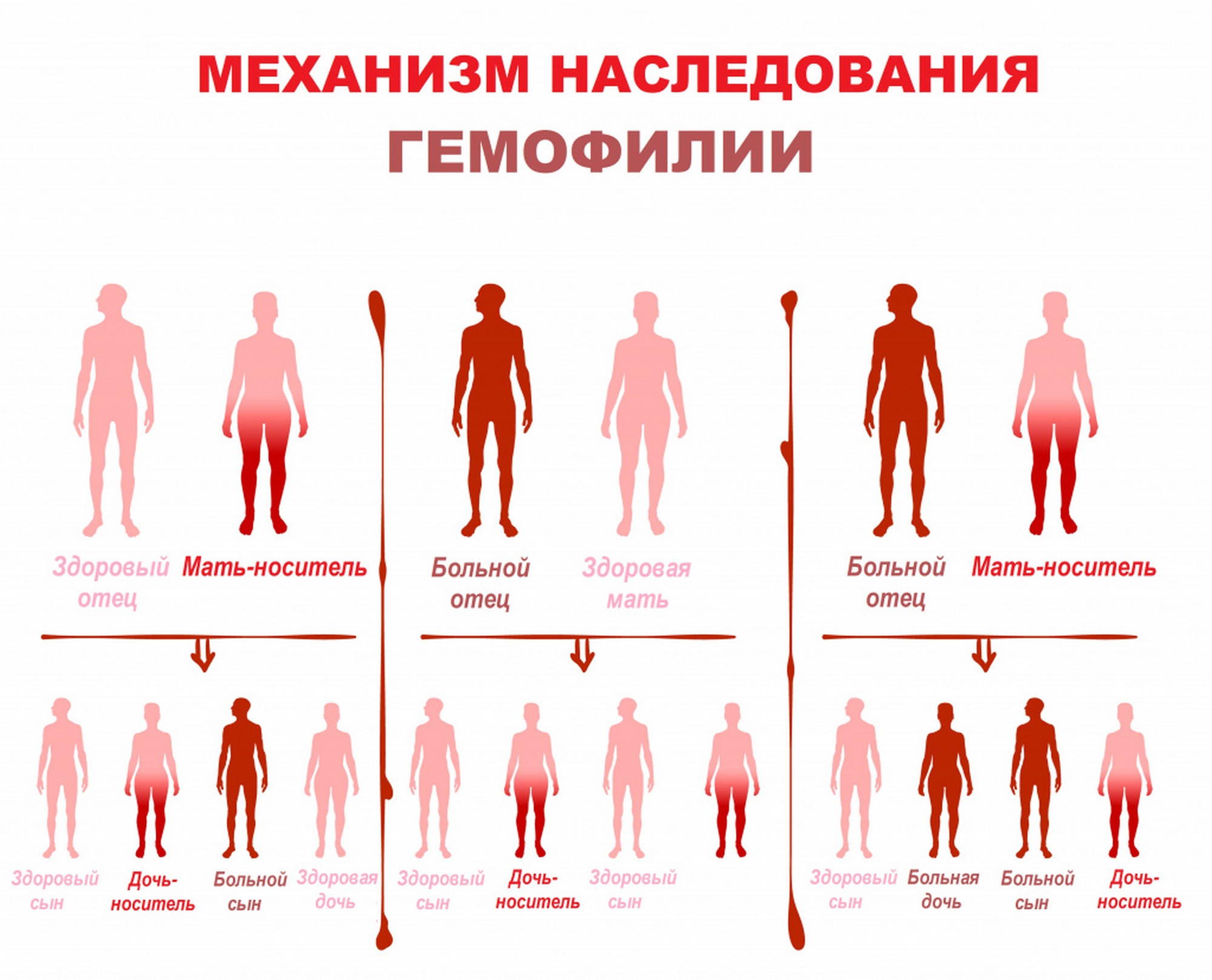 Листовка райЦГЭ "Гемофилия"