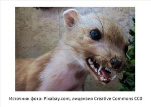 Источник фото: Pixabay.com